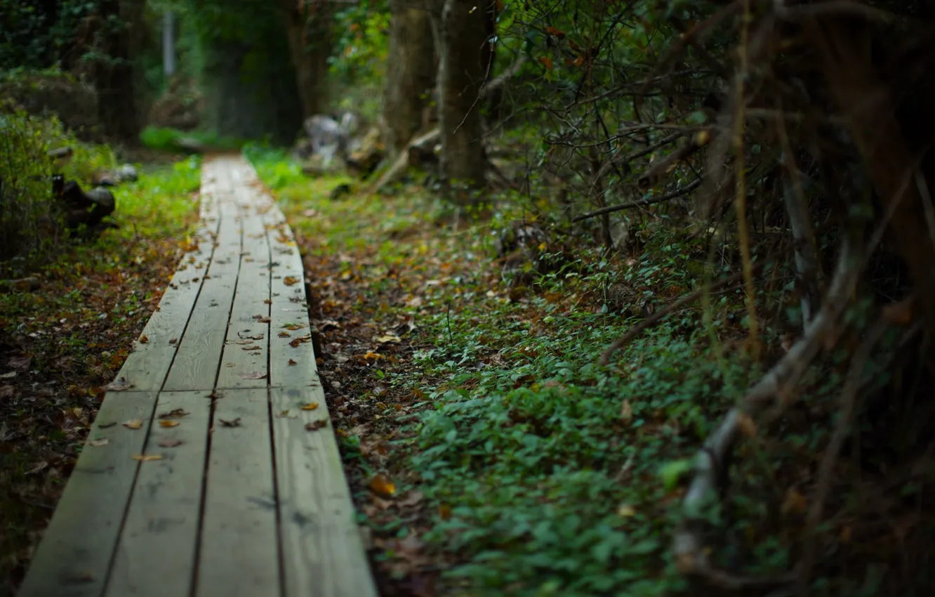 Photo wallpaper road, forest, summer, nature, beauty, plants, path