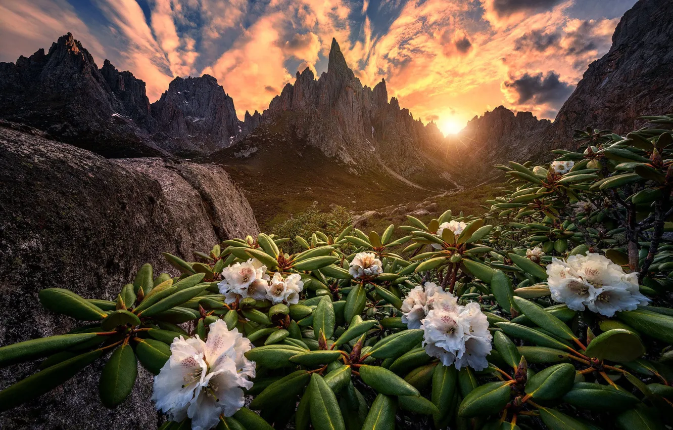 Photo wallpaper the sky, leaves, the sun, clouds, light, sunset, flowers, mountains