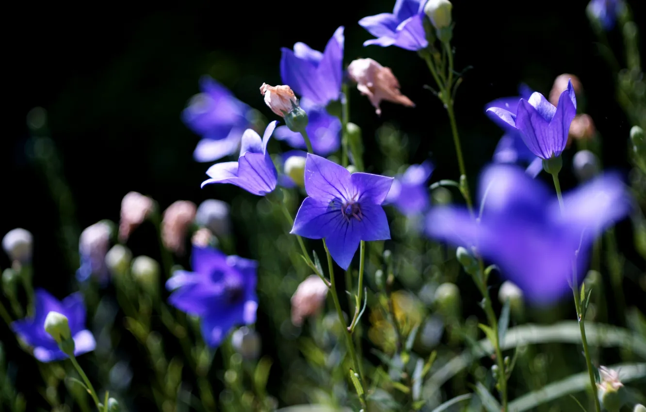 Photo wallpaper light, flowers, blue, the dark background, bells, field, lilac, bokeh