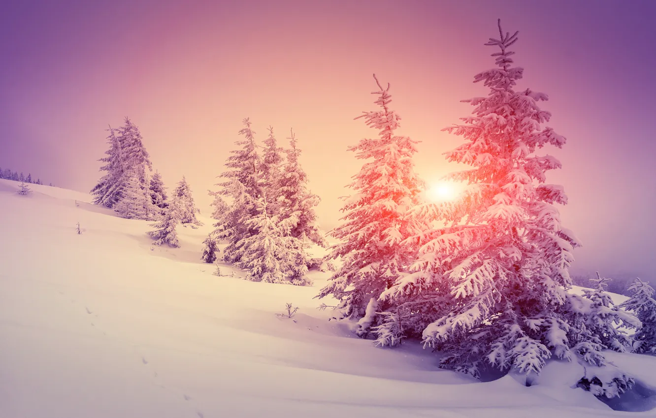 Photo wallpaper winter, forest, snow, snowflakes, tree, nature, winter, snow