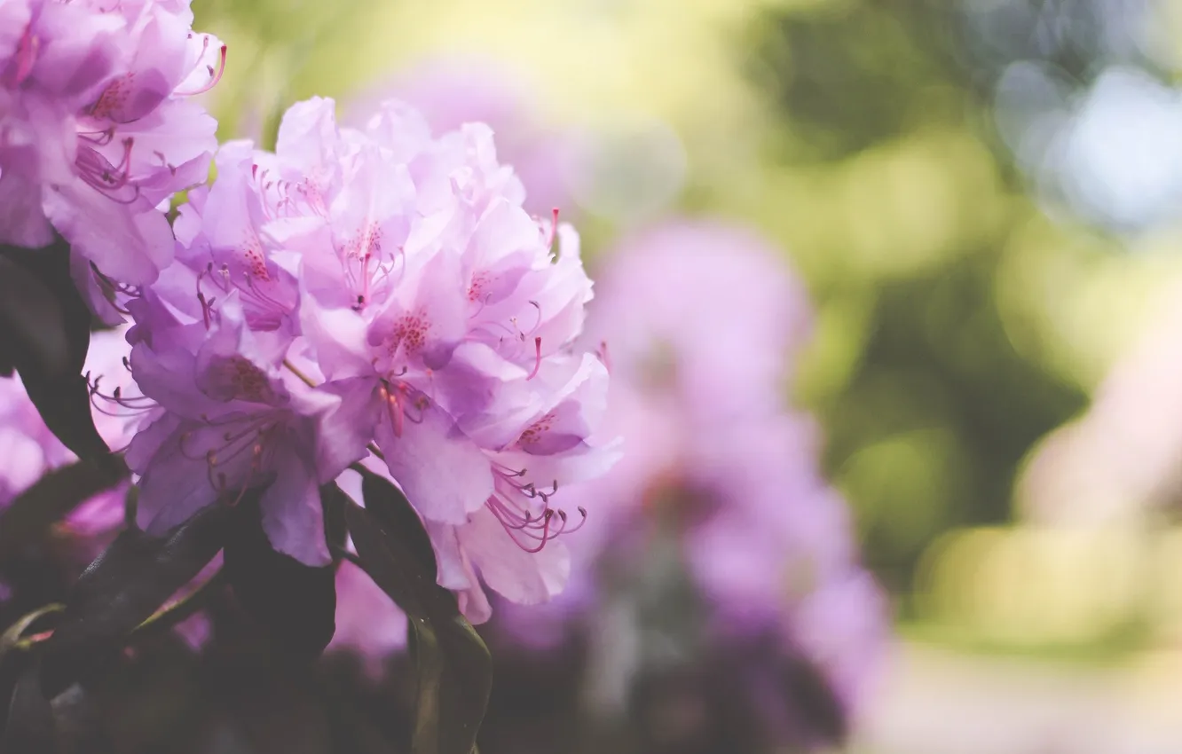 Photo wallpaper flowers, petals, pink, bokeh