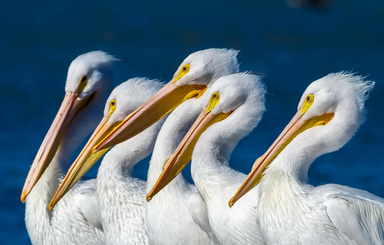 Photo wallpaper birds, nature, pelicans