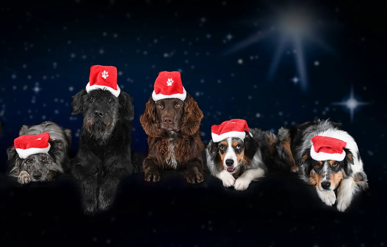 Photo wallpaper dogs, New year, Christmas, winter, cap, 2018, Spaniel