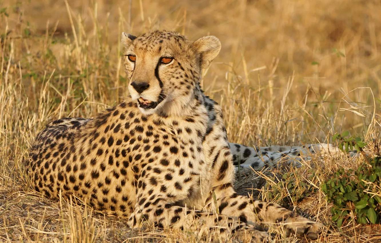 Photo wallpaper cat, grass, stay, Cheetah