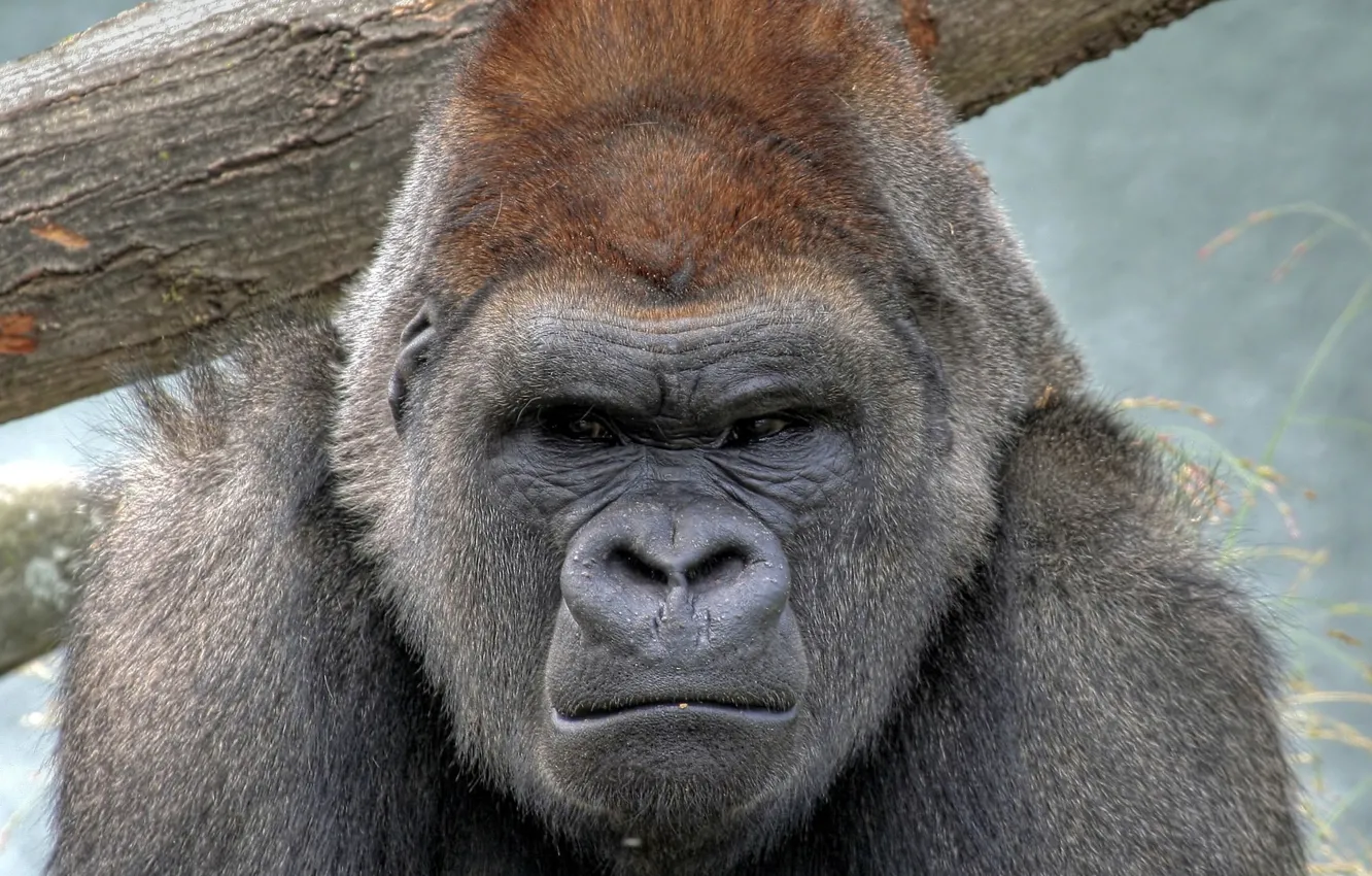 Photo wallpaper animal, monkey, gorilla, strict