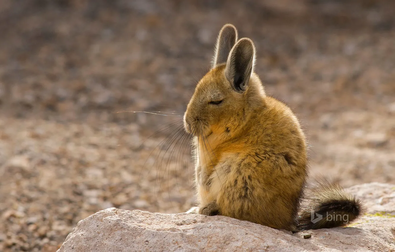Photo wallpaper fur, ears, rodent, South America, mammal, Mountain viscacha