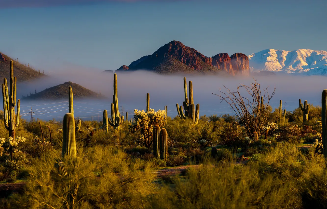 Photo wallpaper the sky, light, mountains, vegetation, desert, cactus, America