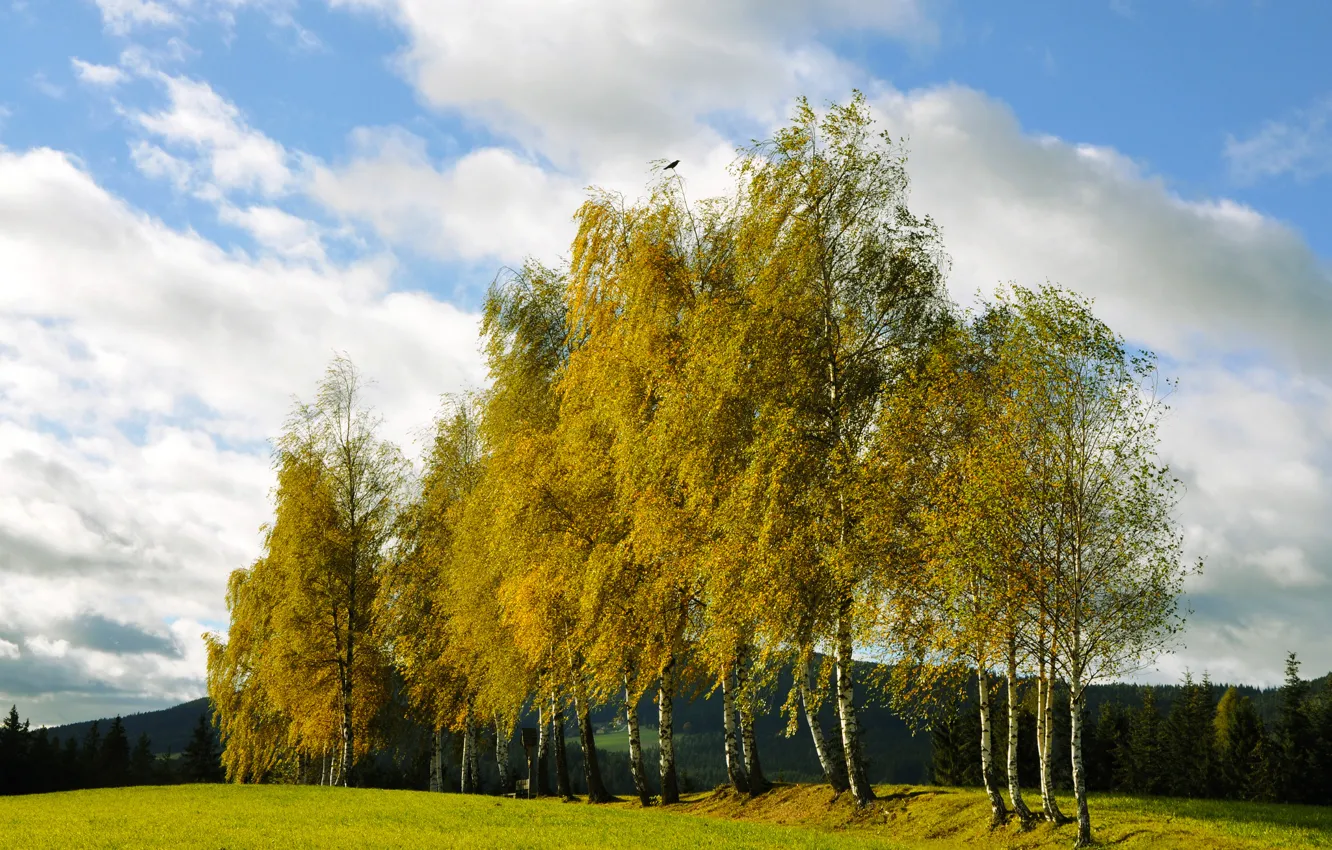 Photo wallpaper autumn, forest, ate, hill, birch, grove