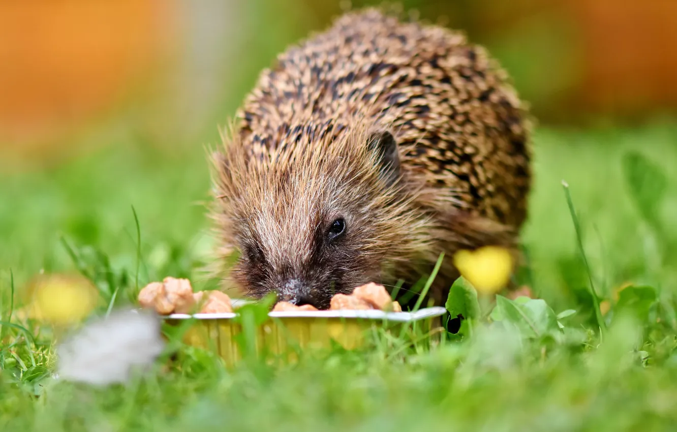 Photo wallpaper grass, baby, hedgehog, eats