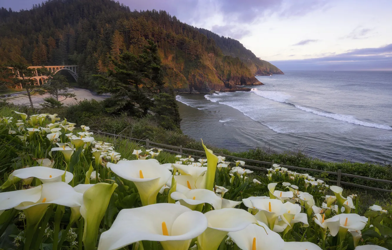 Photo wallpaper sea, shore, Calla lilies