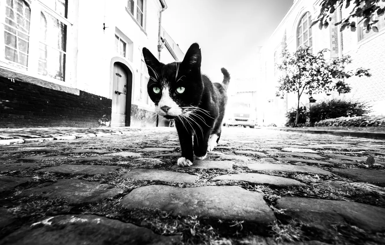 Photo wallpaper cat, home, bridge, cat, houses, pavement, Marc Huybrighs