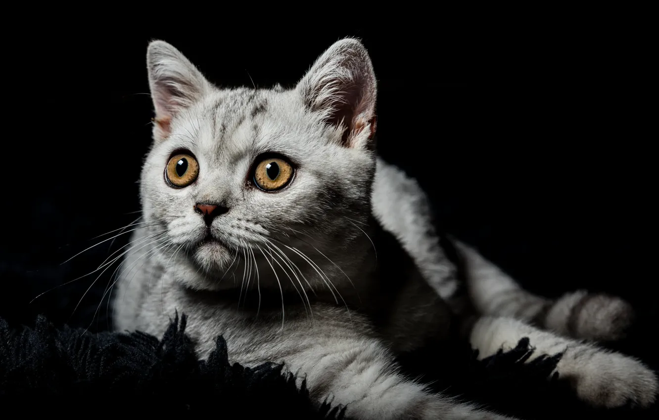 Photo wallpaper cat, eyes, look, grey, portrait, pile, baby, muzzle