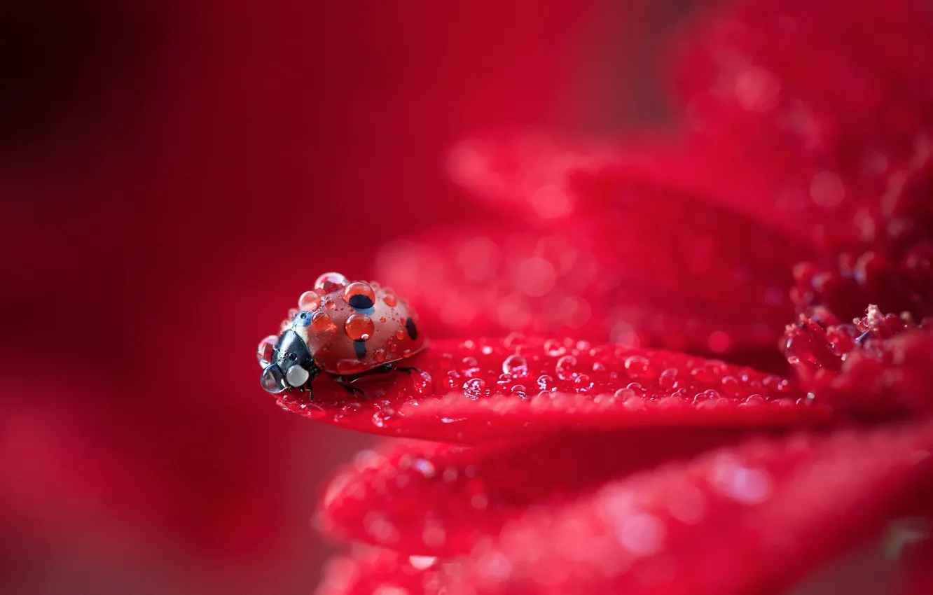 Photo wallpaper colorful, red, flower, macro, water drops, animal, drops, ladybug