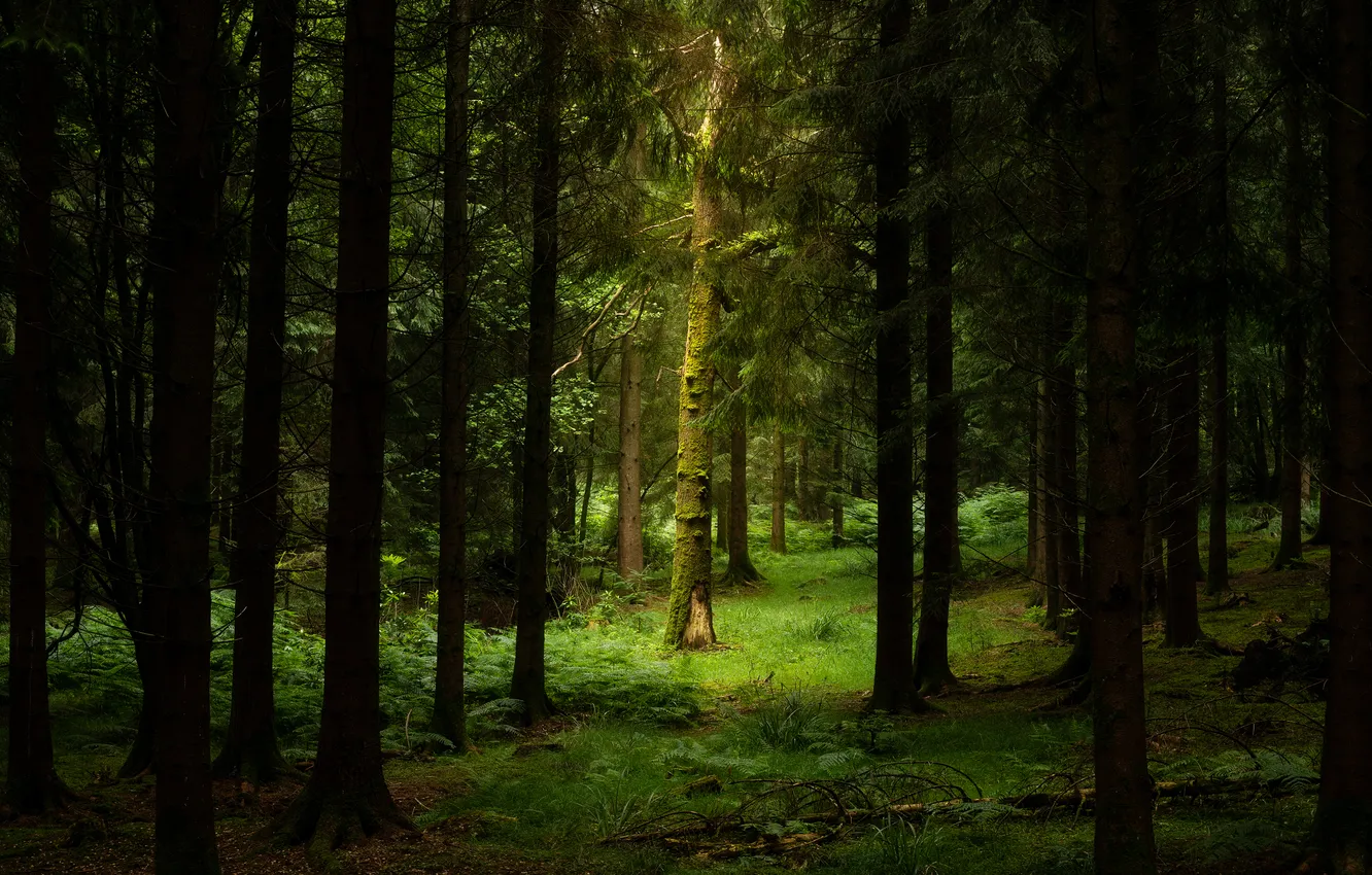 Photo wallpaper greens, forest, trees, glade, ate, trunk