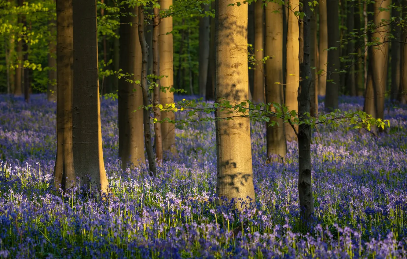 Photo wallpaper forest, light, trees, flowers, Park, glade, spring, trunk