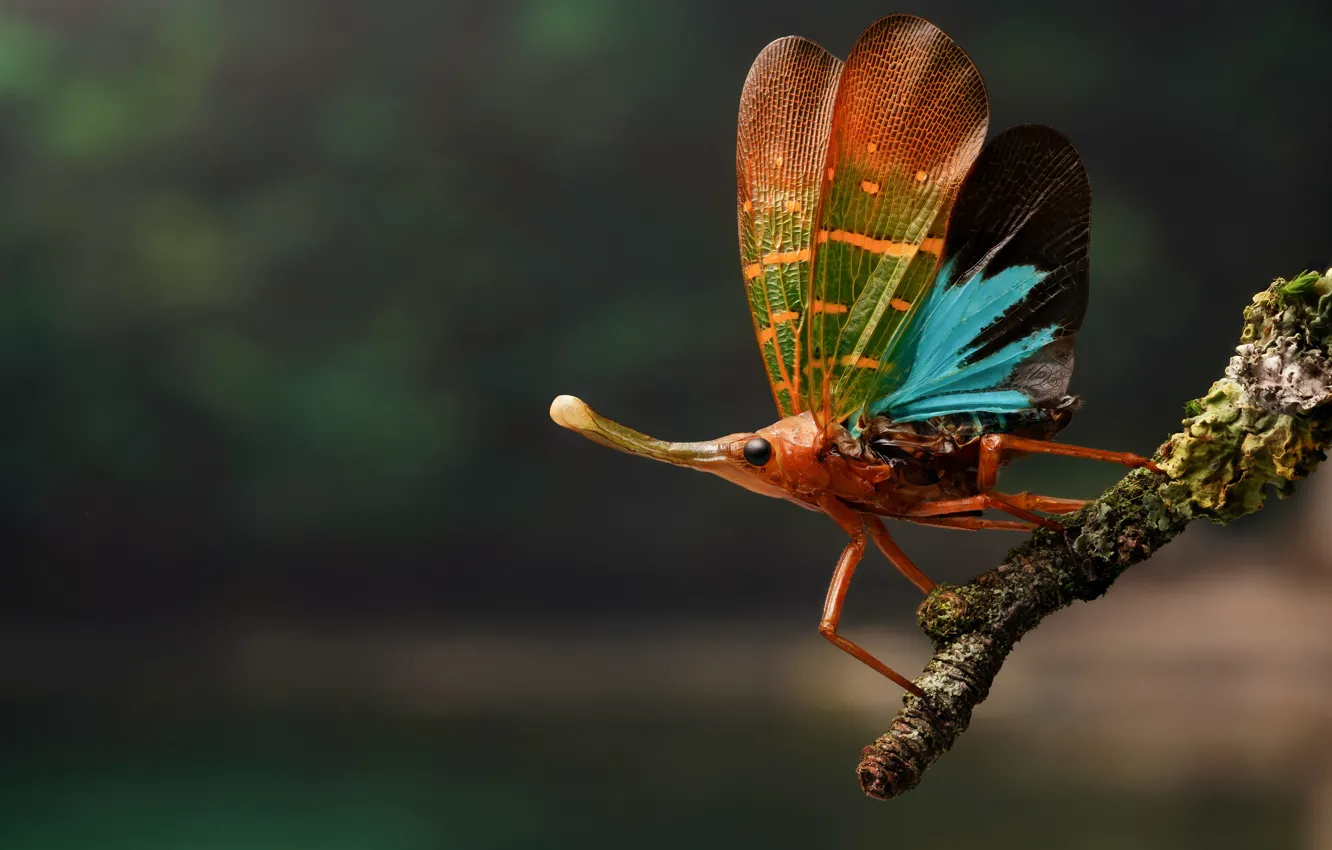 Photo wallpaper look, macro, branches, background, insect, beautiful, green background, lichen