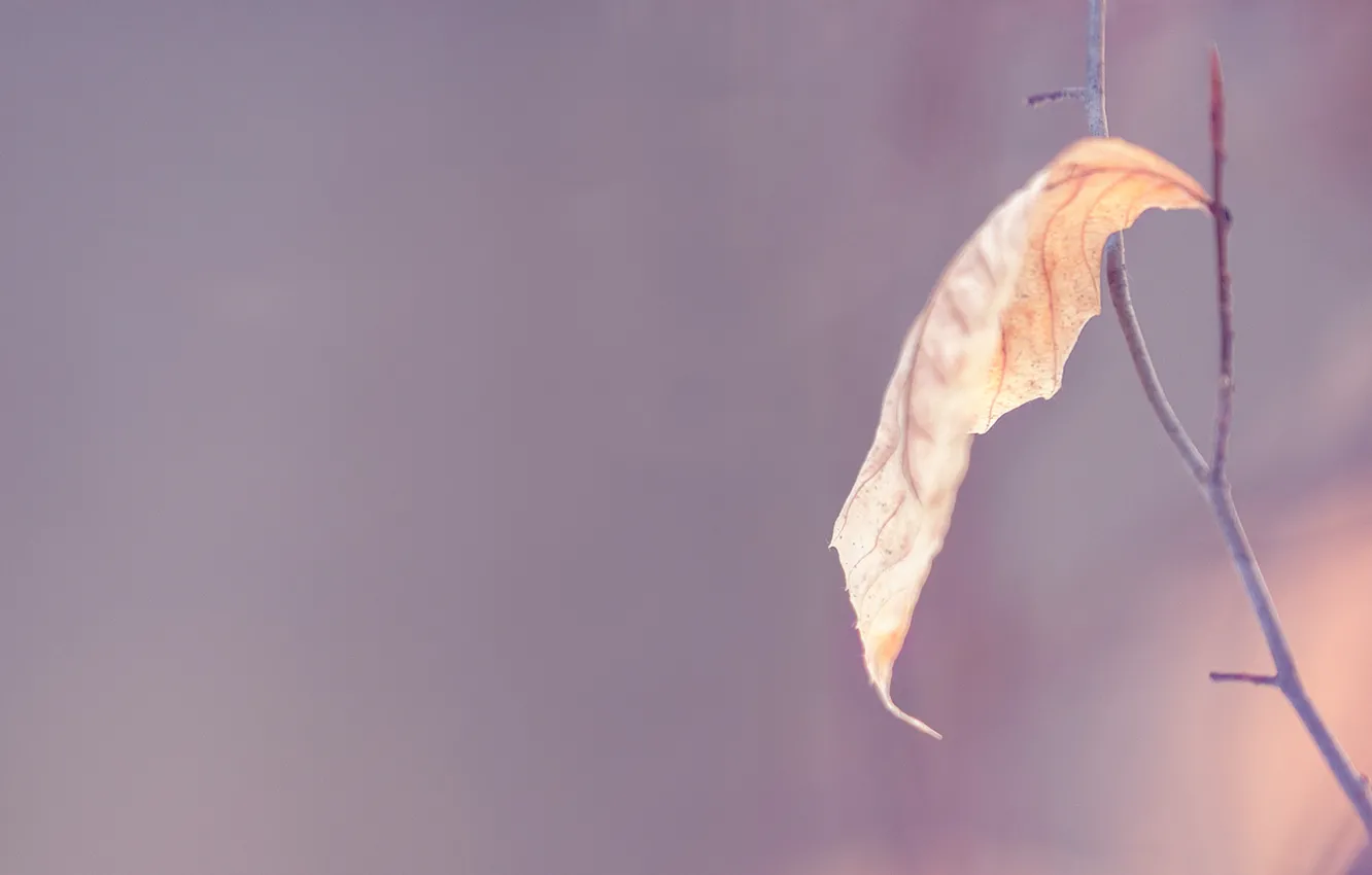 Photo wallpaper leaves, bokeh, Meg Bitton