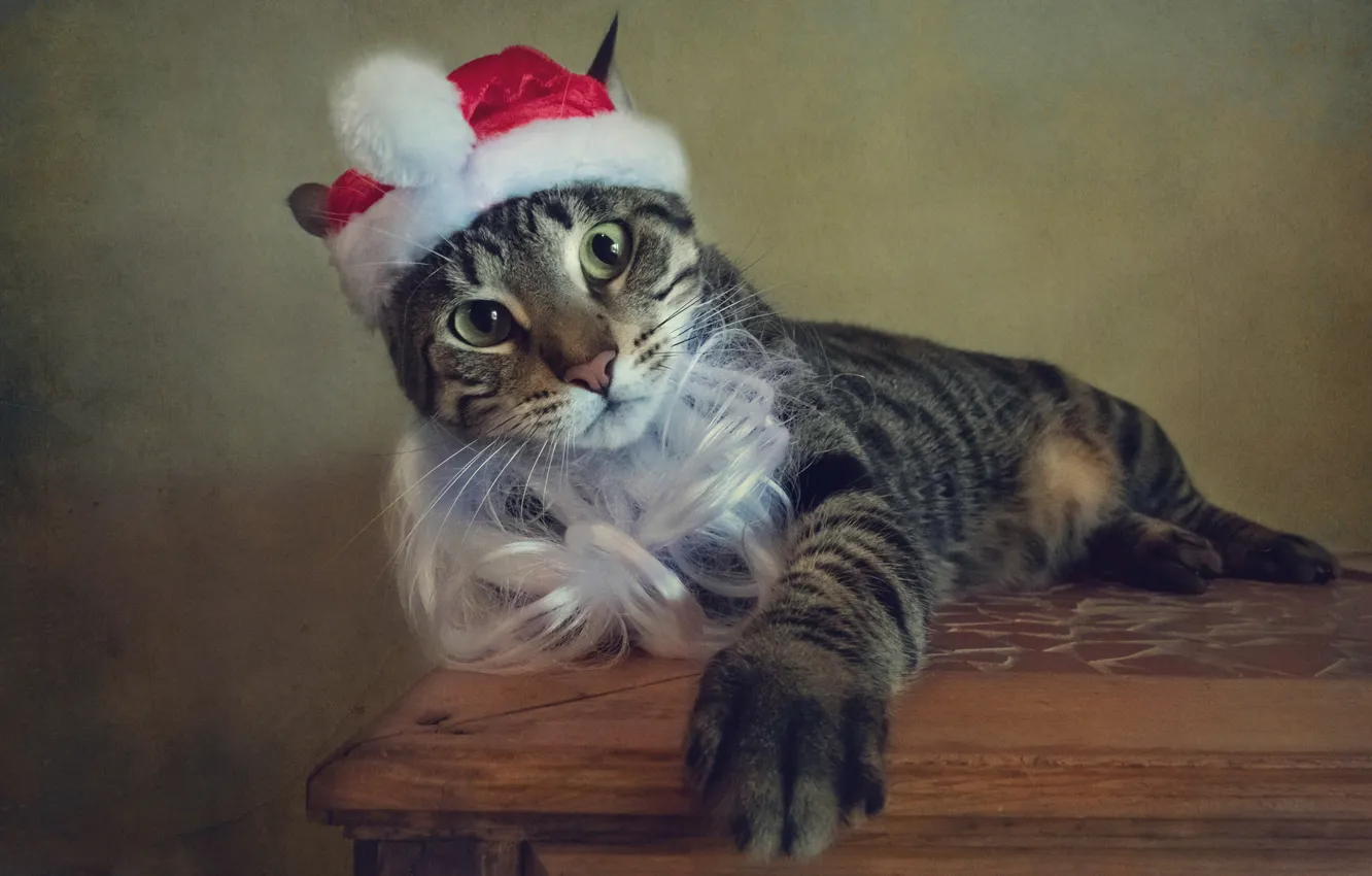 Photo wallpaper cat, cat, style, retro, holiday, treatment, Christmas, New year