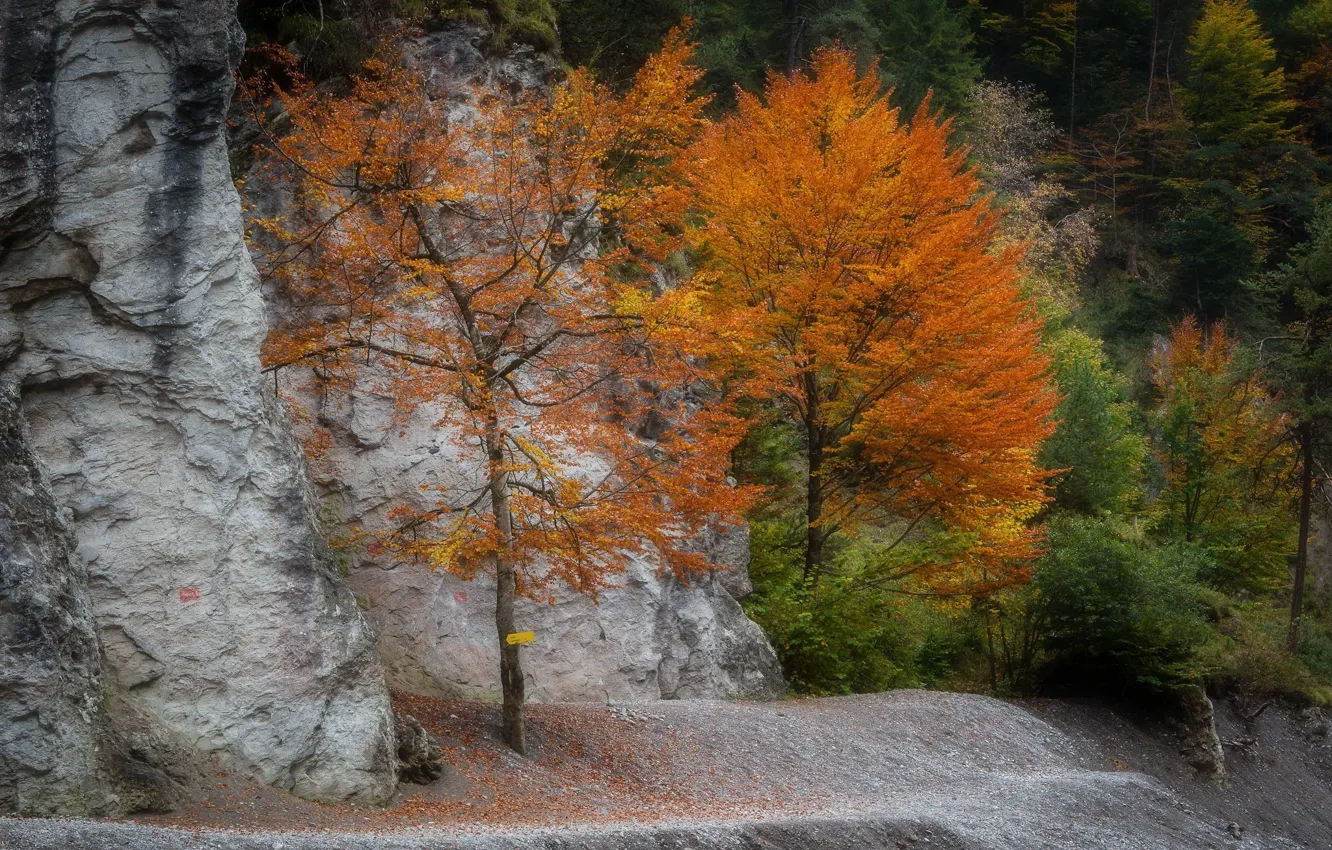 Photo wallpaper autumn, trees, mountain