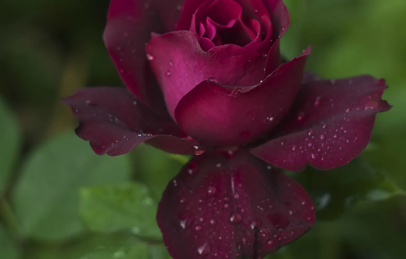 Photo wallpaper purple, drops, roses, petals