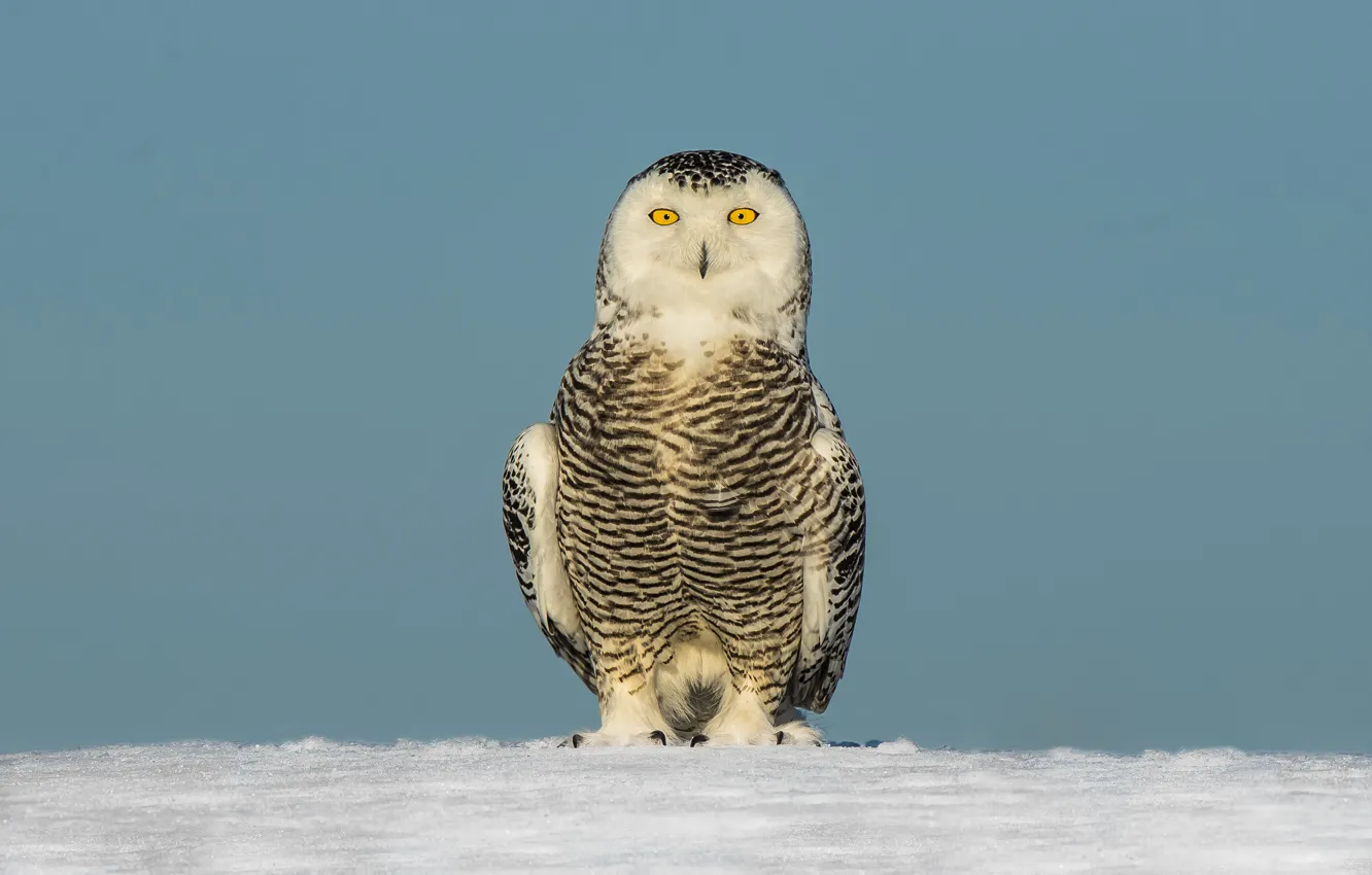 Photo wallpaper eyes, winter, snow, snowy owl