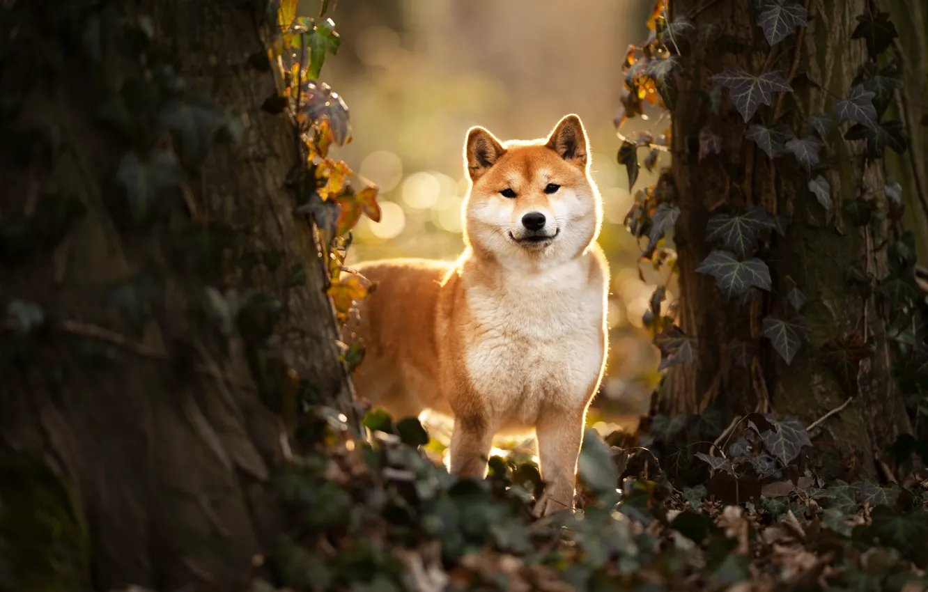Photo wallpaper pose, look, dog, nature, trees, face, ivy, Shiba inu