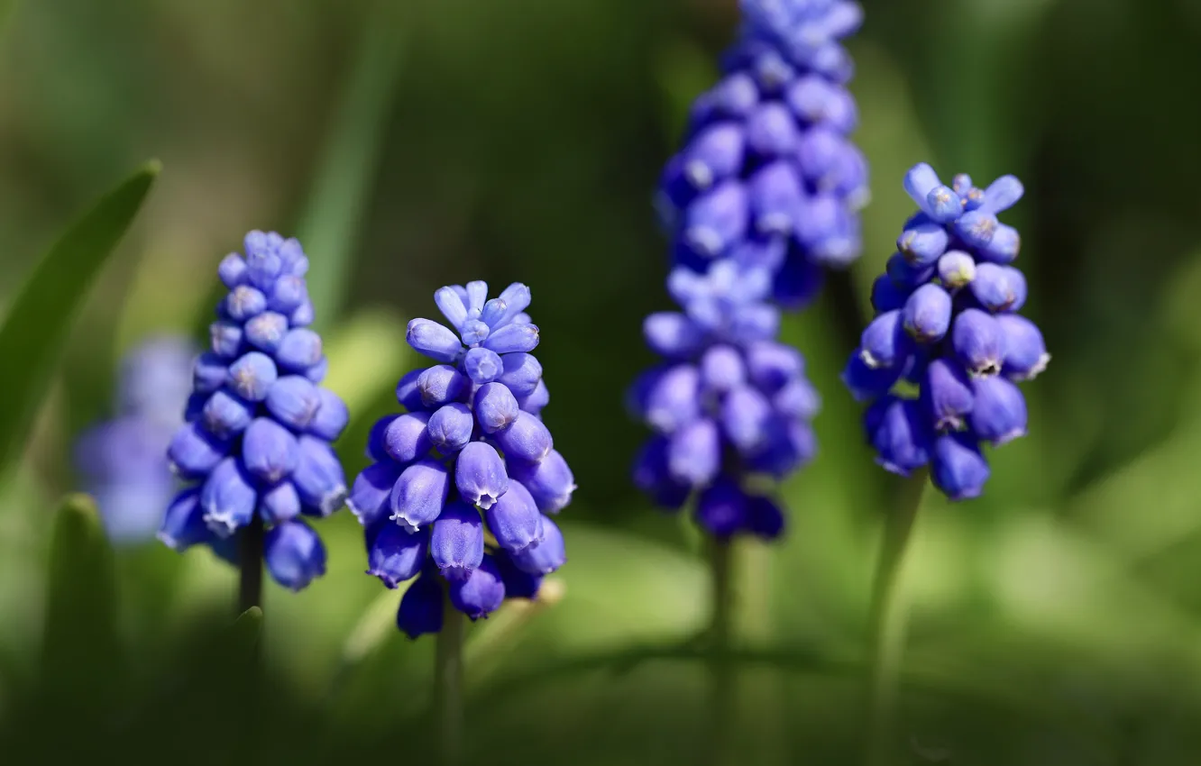 Photo wallpaper macro, flowers, Muscari