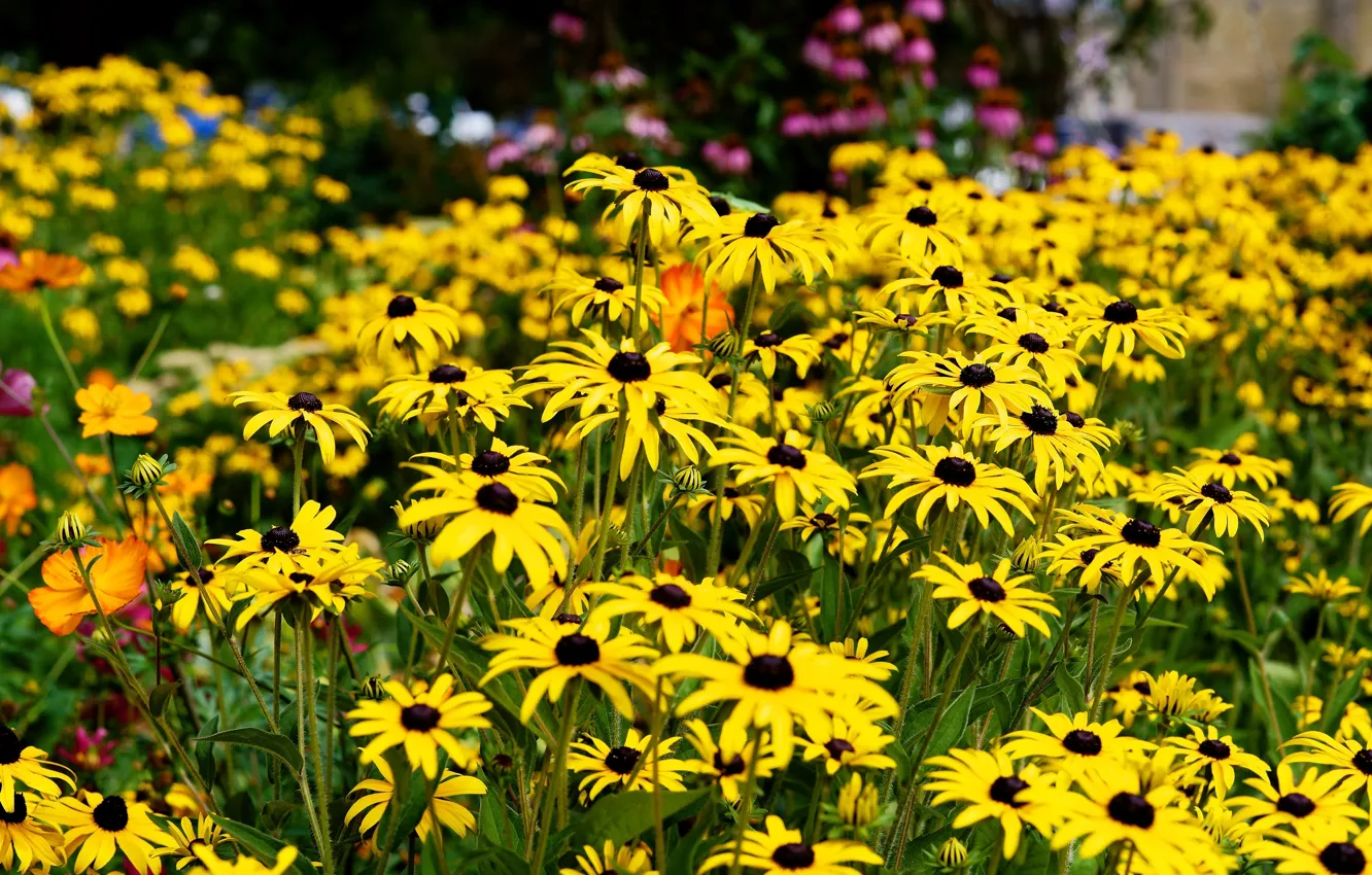 Photo wallpaper flowers, yellow, garden, flowerbed, a lot, rudbeckia