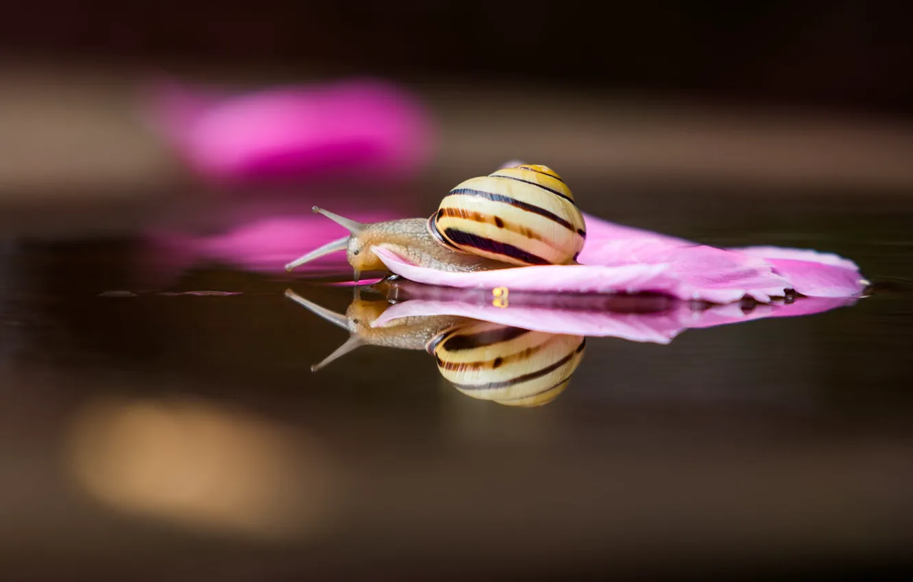 Photo wallpaper water, macro, reflection, snail, petal, swimming, captain