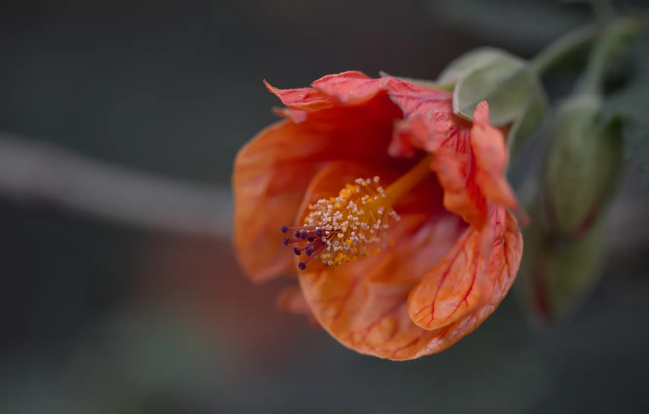 Photo wallpaper flowers, orange, red