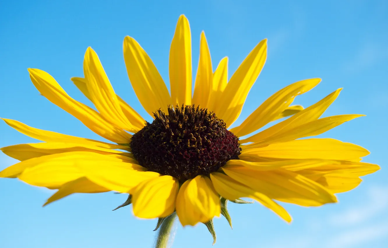 Photo wallpaper the sky, flowers, nature, plant, petals