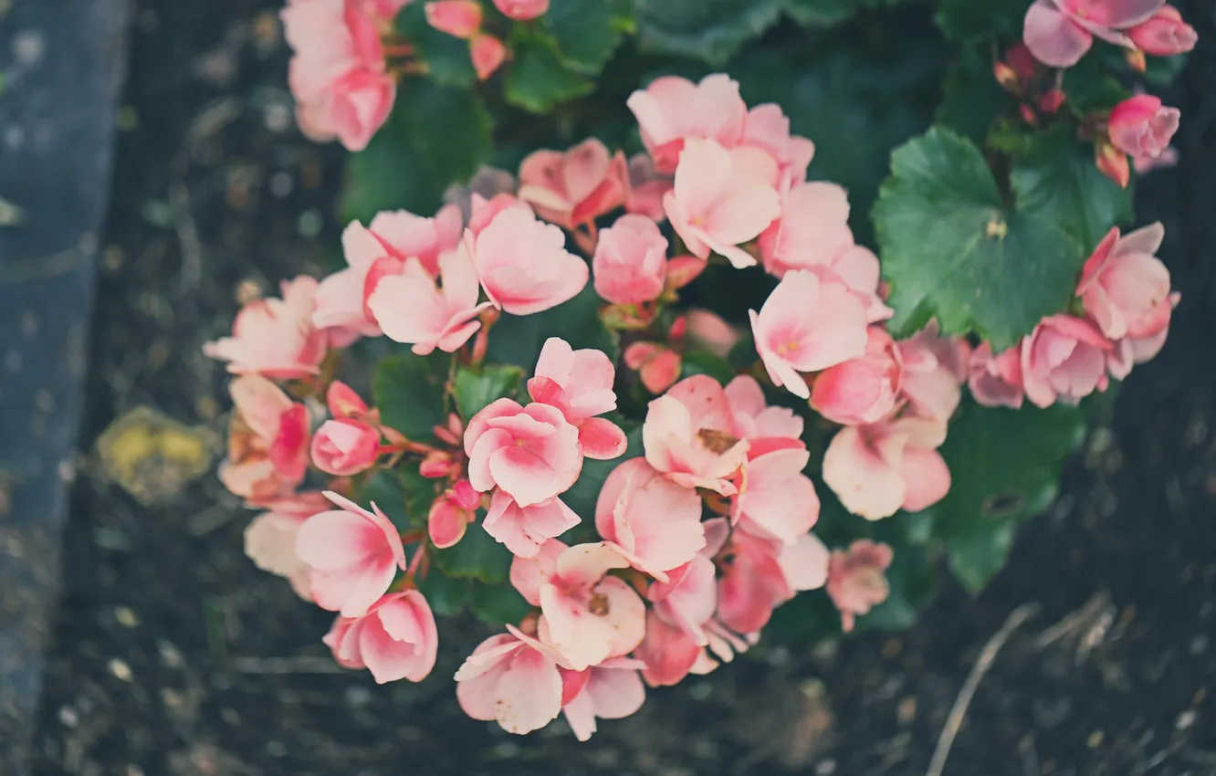 Photo wallpaper flowers, petals, pink