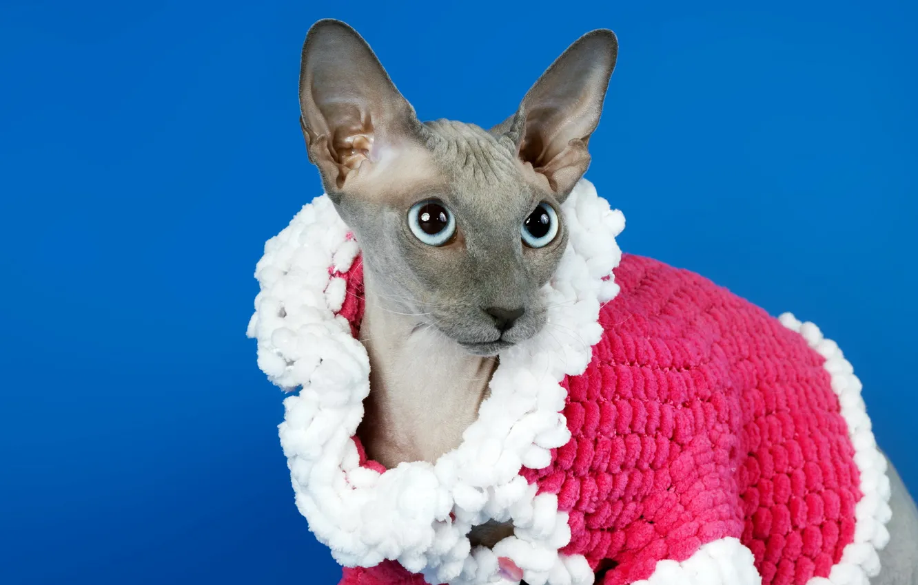 Photo wallpaper cat, look, background