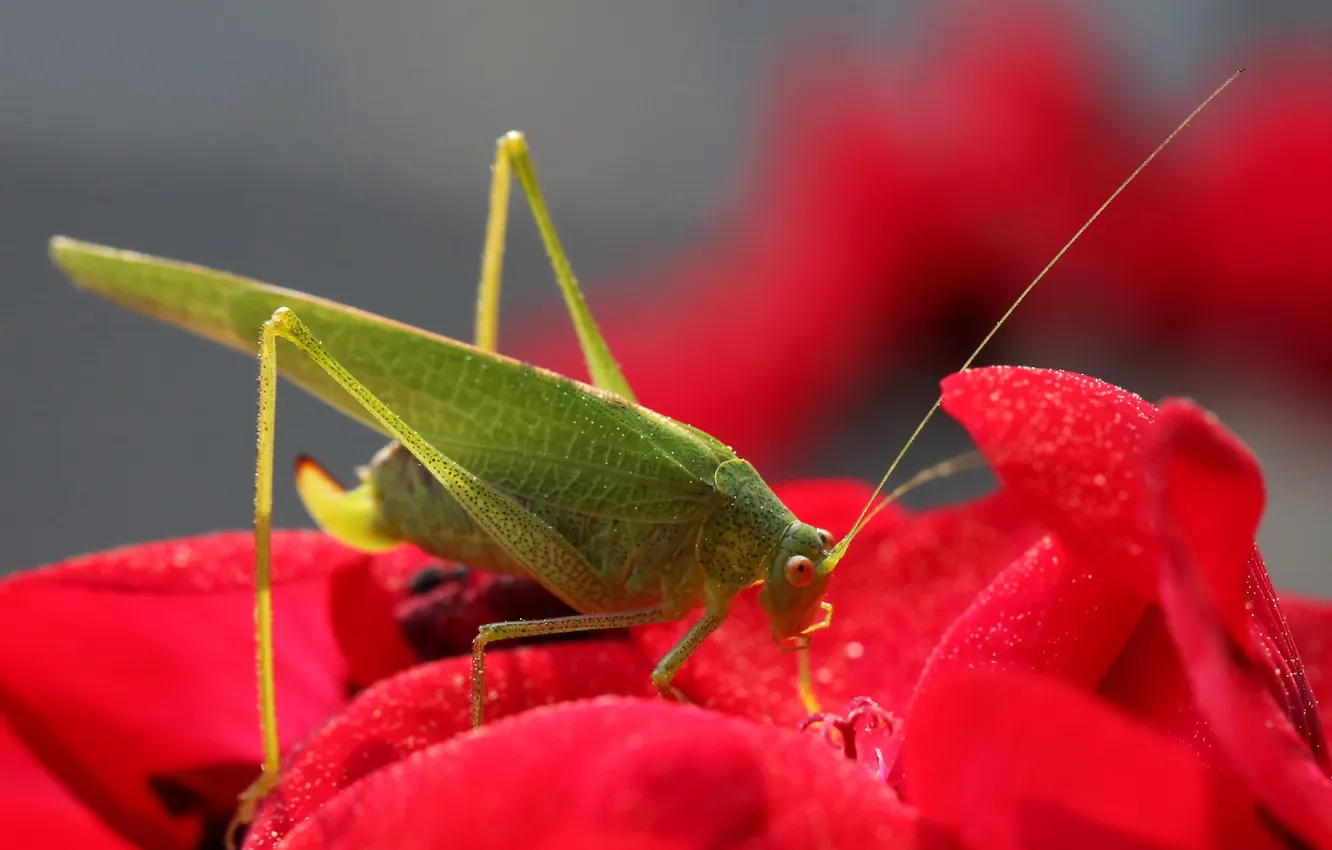 Photo wallpaper nature, background, grasshopper
