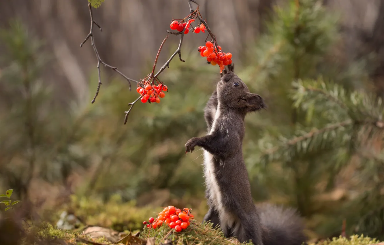 Photo wallpaper forest, branches, berries, protein, rodent, Kalina, pet