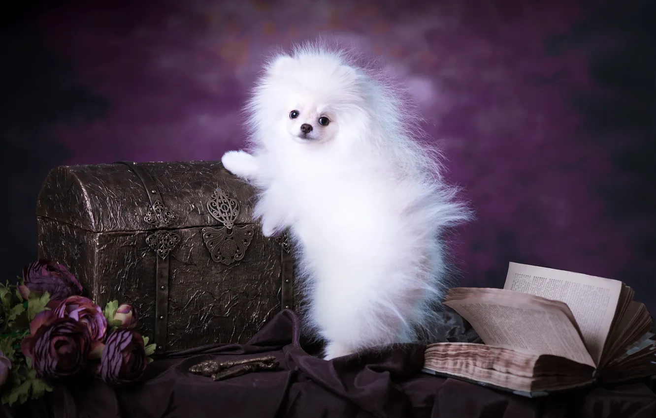 Photo wallpaper white, purple, look, flowers, pose, background, dog, bouquet