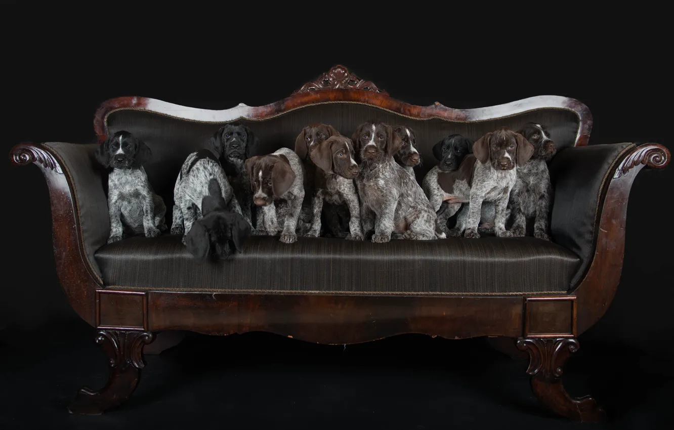 Photo wallpaper sofa, dog, puppy, Drathaar, German Wirehaired pointer, football team