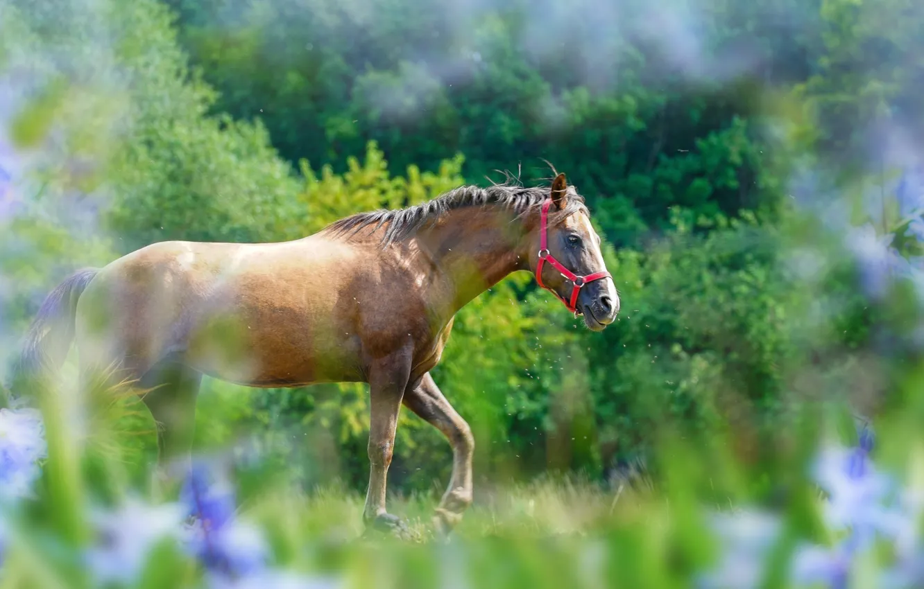 Photo wallpaper greens, summer, grass, trees, flowers, nature, horse, horse