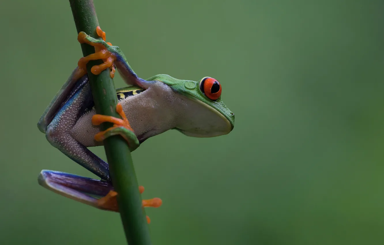 Photo wallpaper nature, amphibian, tree frog, red-eyed tree frog