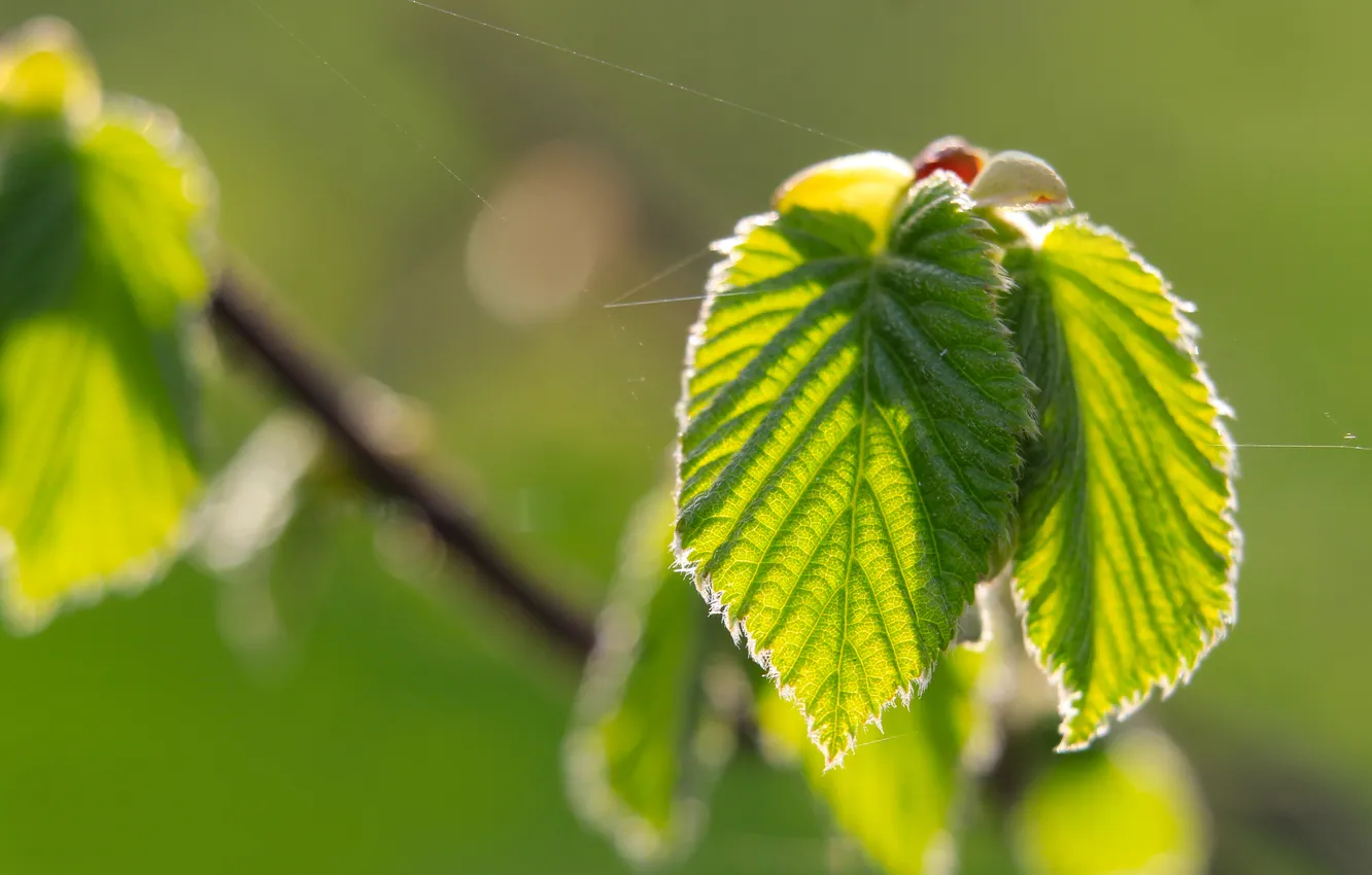 Photo wallpaper spring, leaf, plant, twig