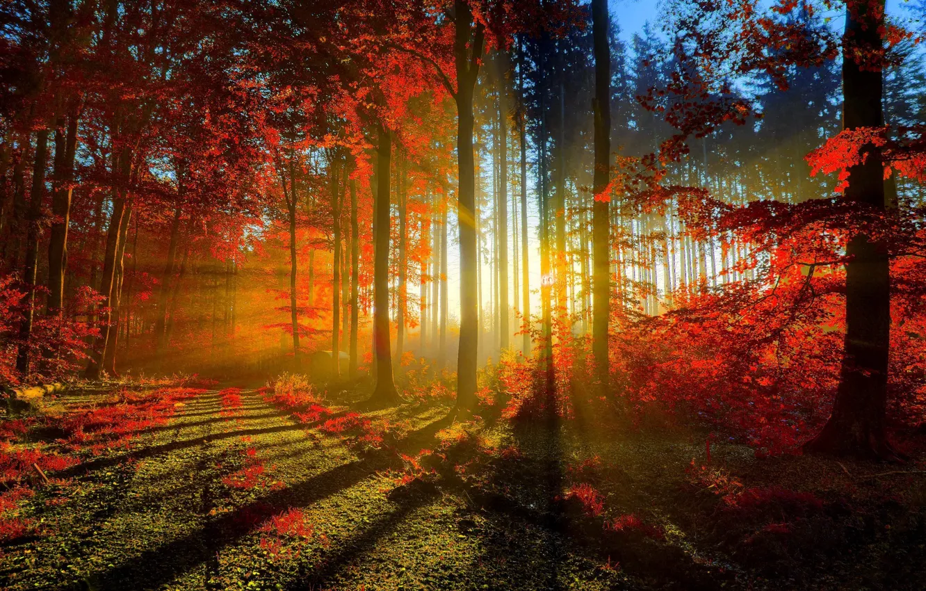 Photo wallpaper road, autumn, forest, leaves, the sun, rays, light, trees