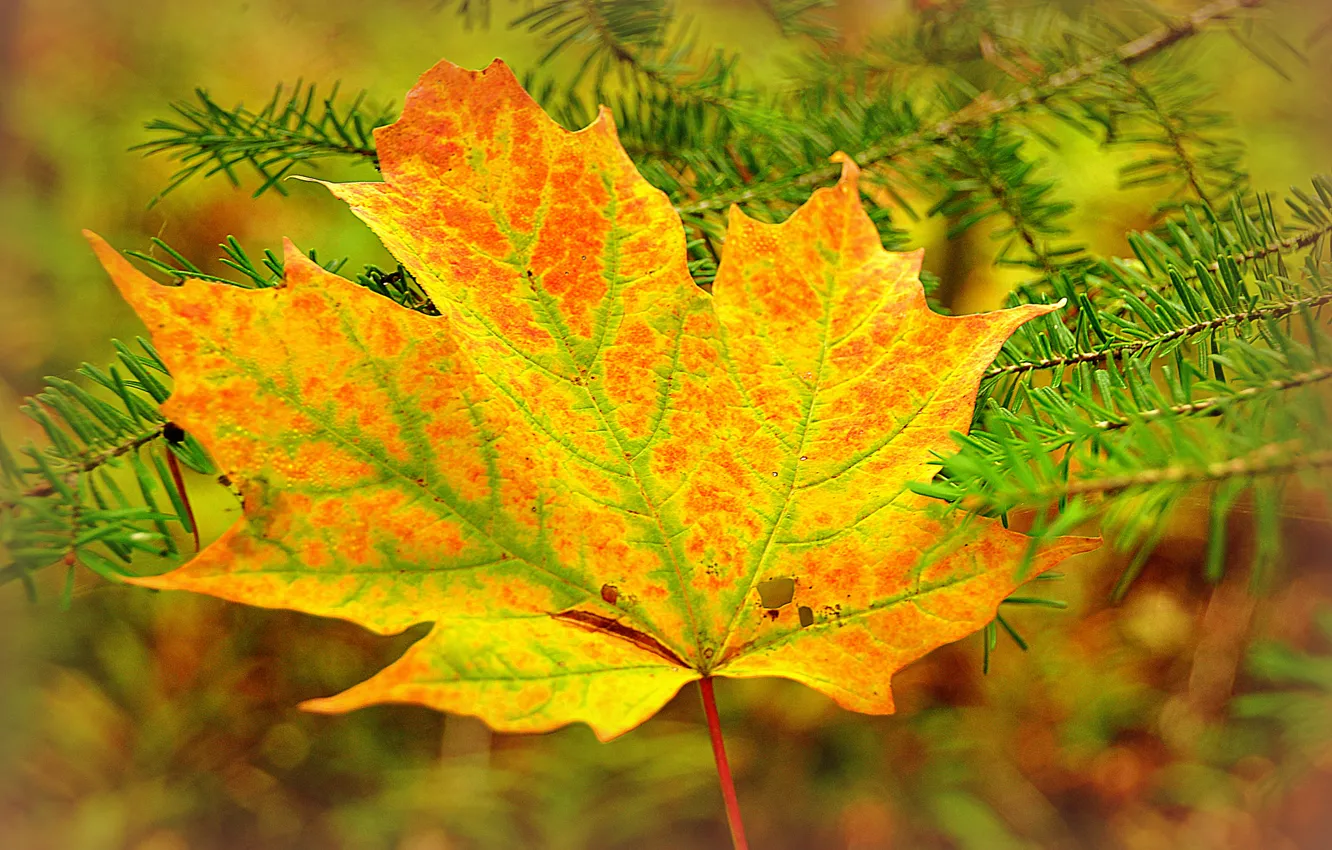 Photo wallpaper autumn, sheet, branch, maple, needles