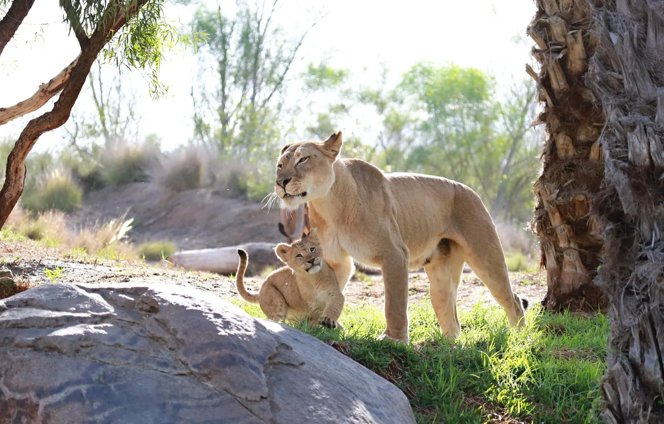 Photo wallpaper predators, baby, family, pair, cub, wild cats, lions, lioness