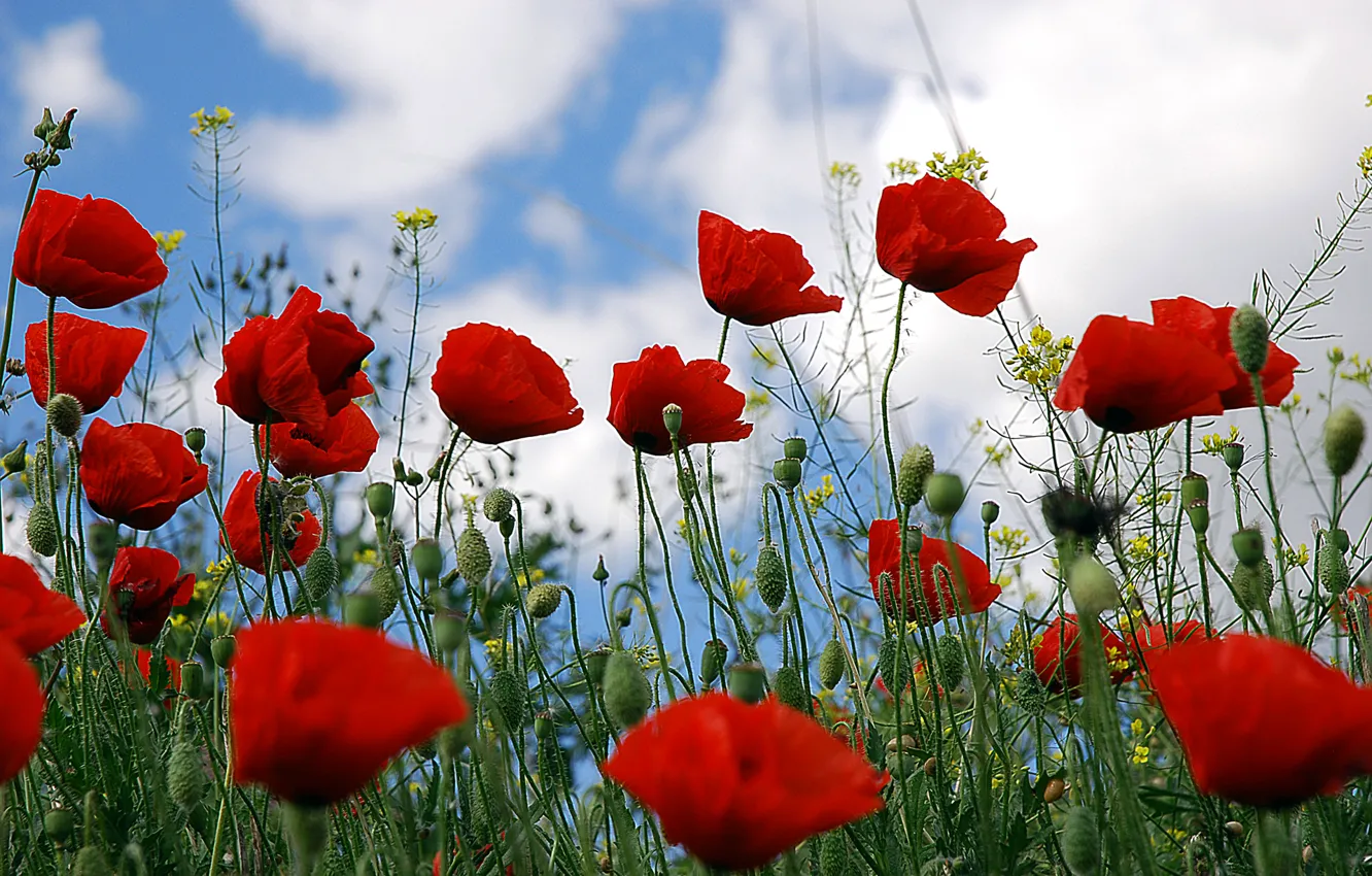 Photo wallpaper field, grass, Maki, petals, meadow