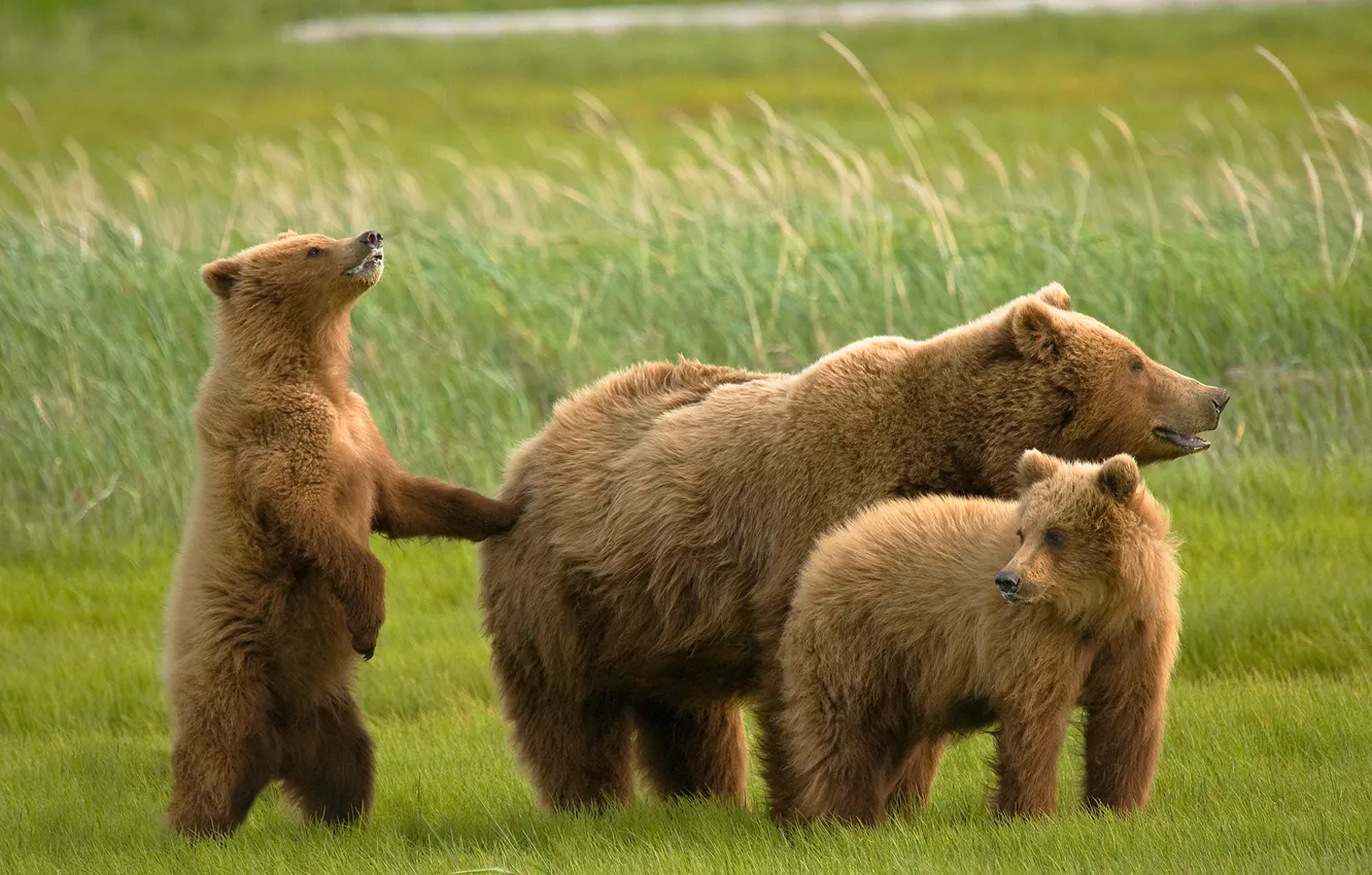 Photo wallpaper bears, bears, grizzly