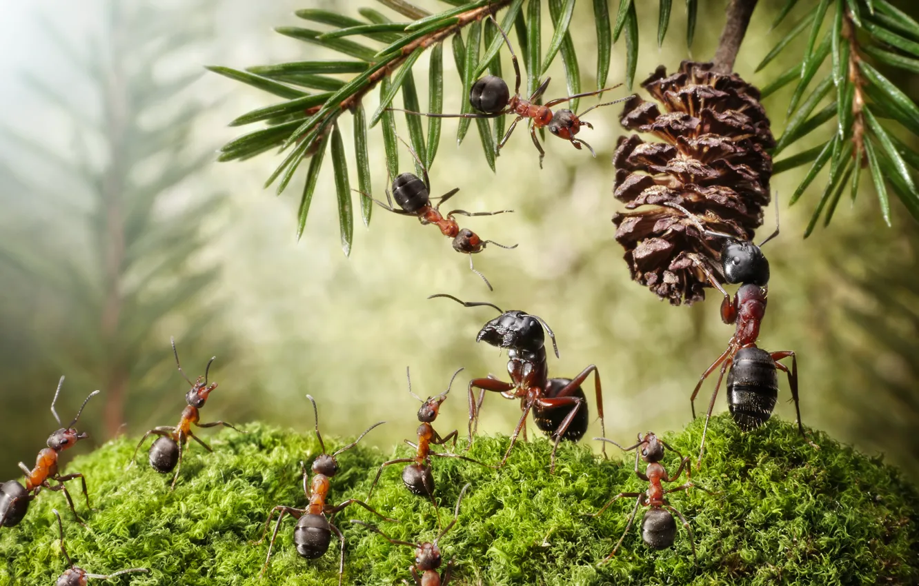 Photo wallpaper macro, insects, moss, the situation, ants, bump, needles, Wallpaper from lolita777