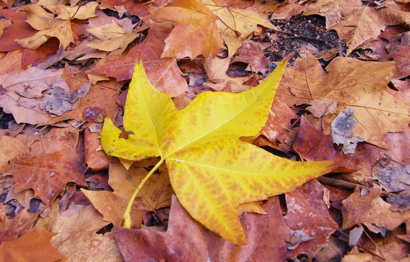 Photo wallpaper autumn, leaves, colorful, maple, autumn, leaves, autumn, maple