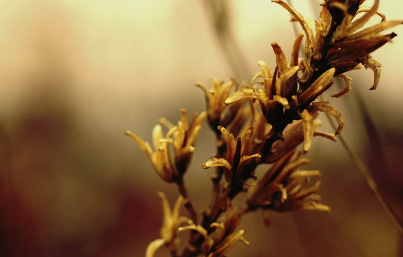 Photo wallpaper autumn, flowers, branches