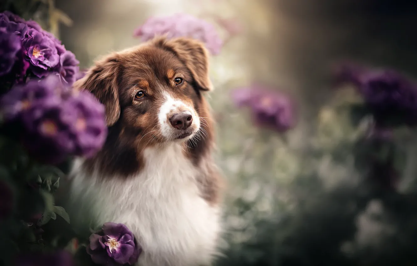 Photo wallpaper flowers, each, dog