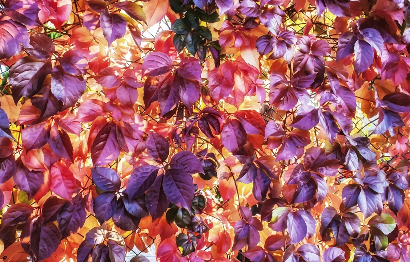 Photo wallpaper autumn, purple, bright colors, yellow, red, texture, autumn leaves, wild grapes